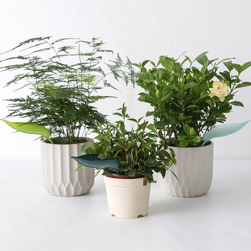 Funny Watering Leaves (3pcs)